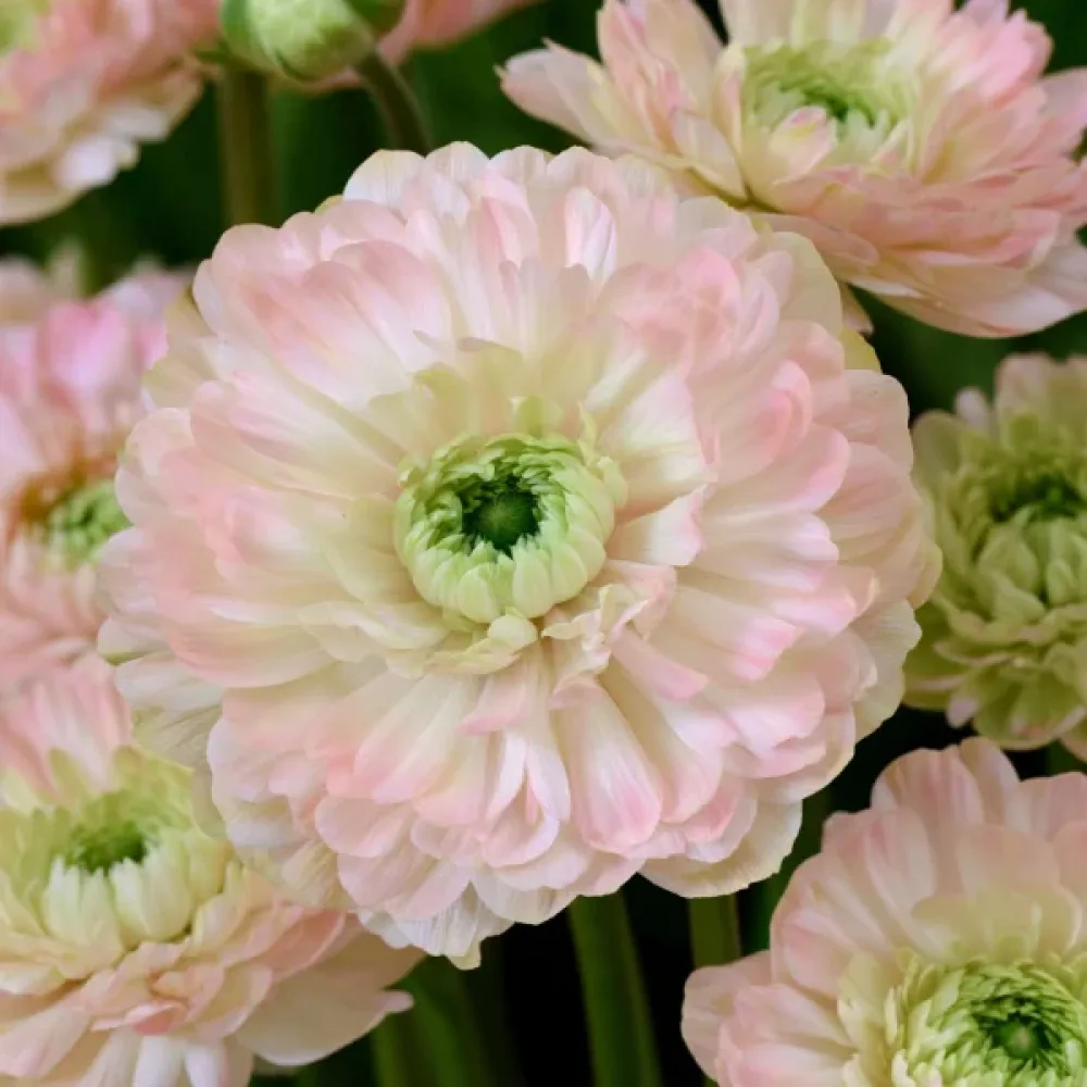 Anemona Levante Rosa Chiaro Double (ružičasta)