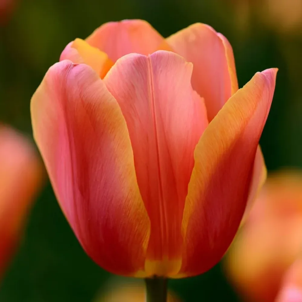 Tulipan Lucca (zlatni)