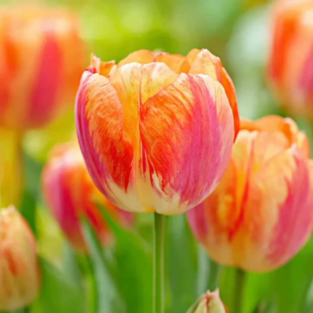 Tulipan Tasmania (narančasti)