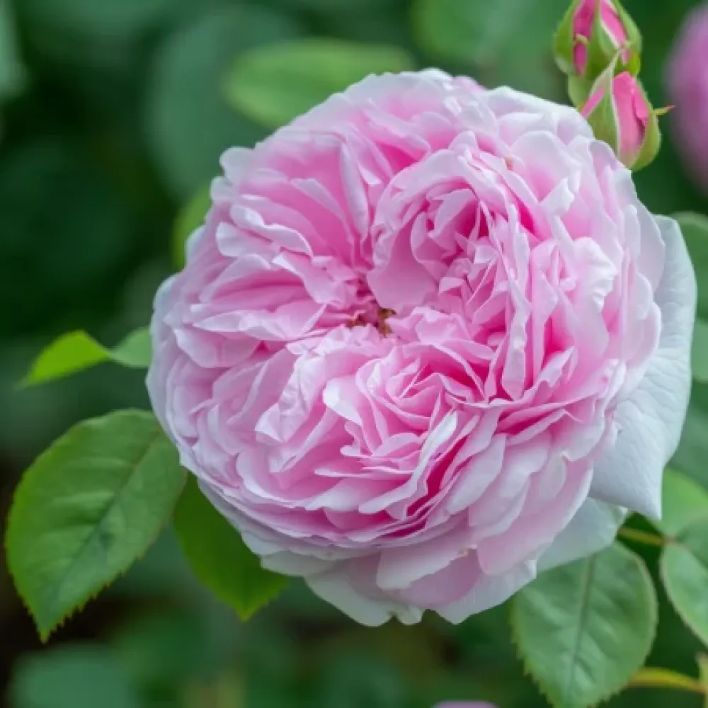 Ruža Pink Heart (ružičasta) - golog korijena