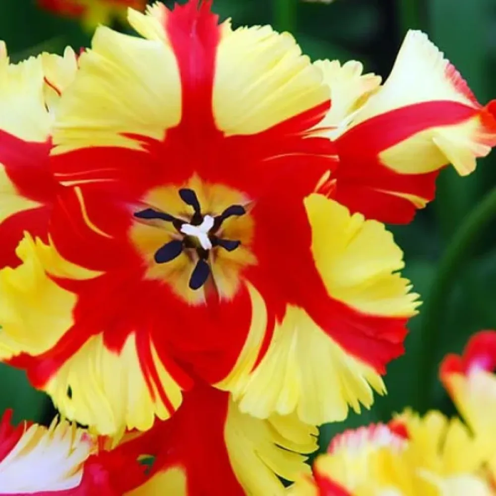 Tulipan Flaming Parrot (vatreni)