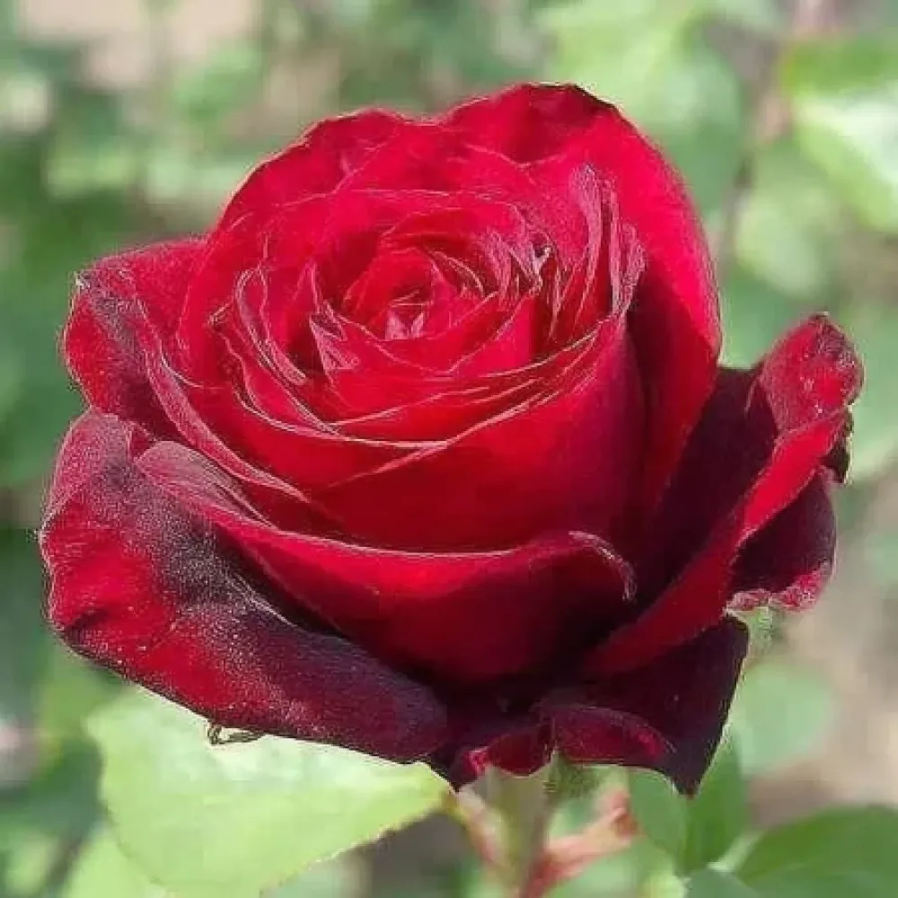 Ruža Ruby Eternity (rubin crvena) - golog korijena