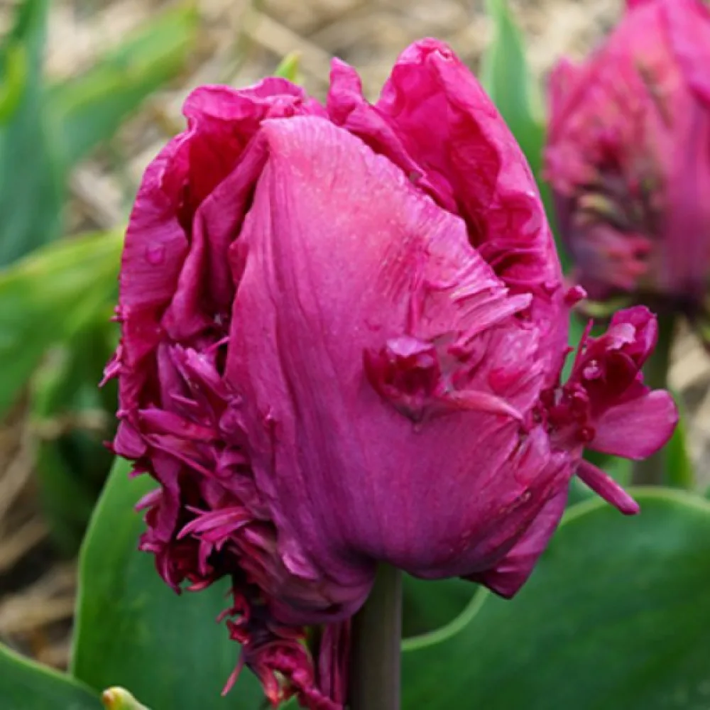 Tulipan Parrot prince (crveni papigasti)