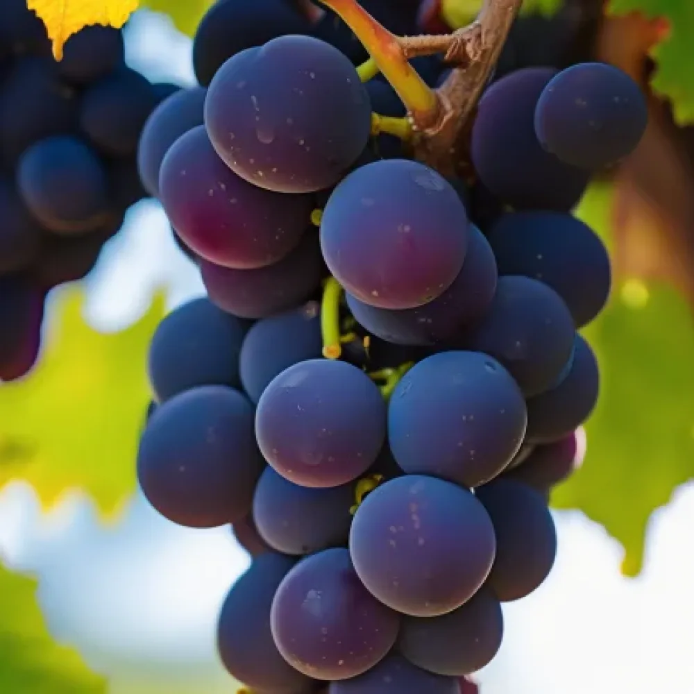 Loza sorte Pinot noir, crvena vinska - rano dozrijeva