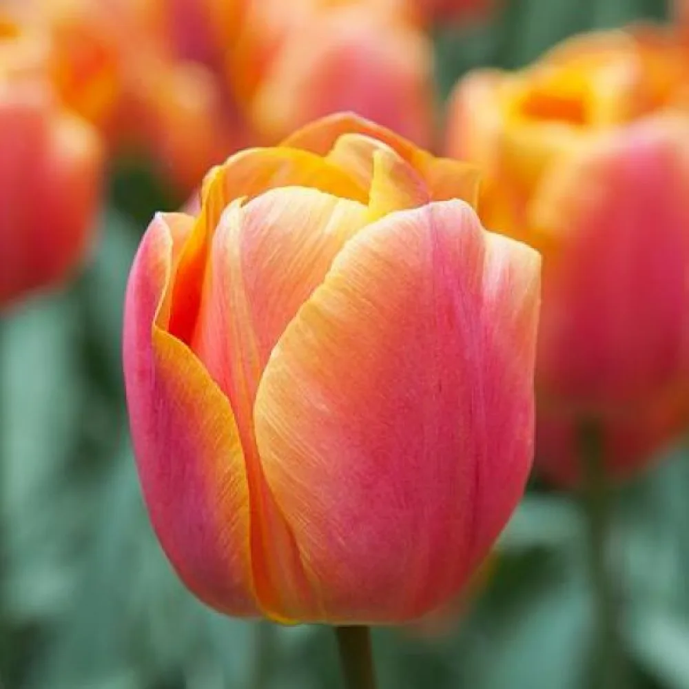 Tulipan Jimmy (narančasti)