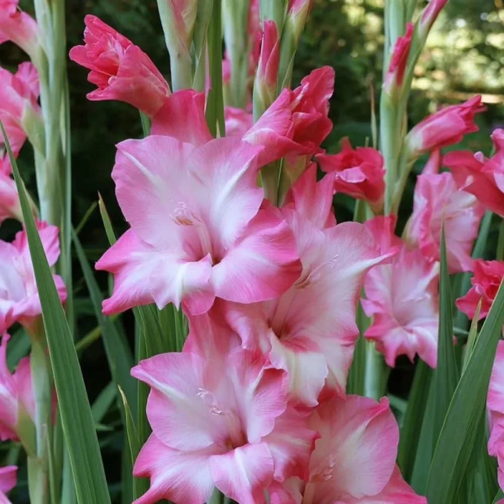 Gladiola Elvira Nanus (crvena)