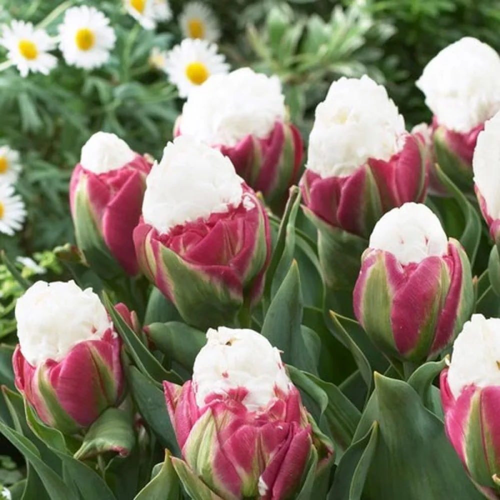 Tulipan Ice cream (ružičasti)
