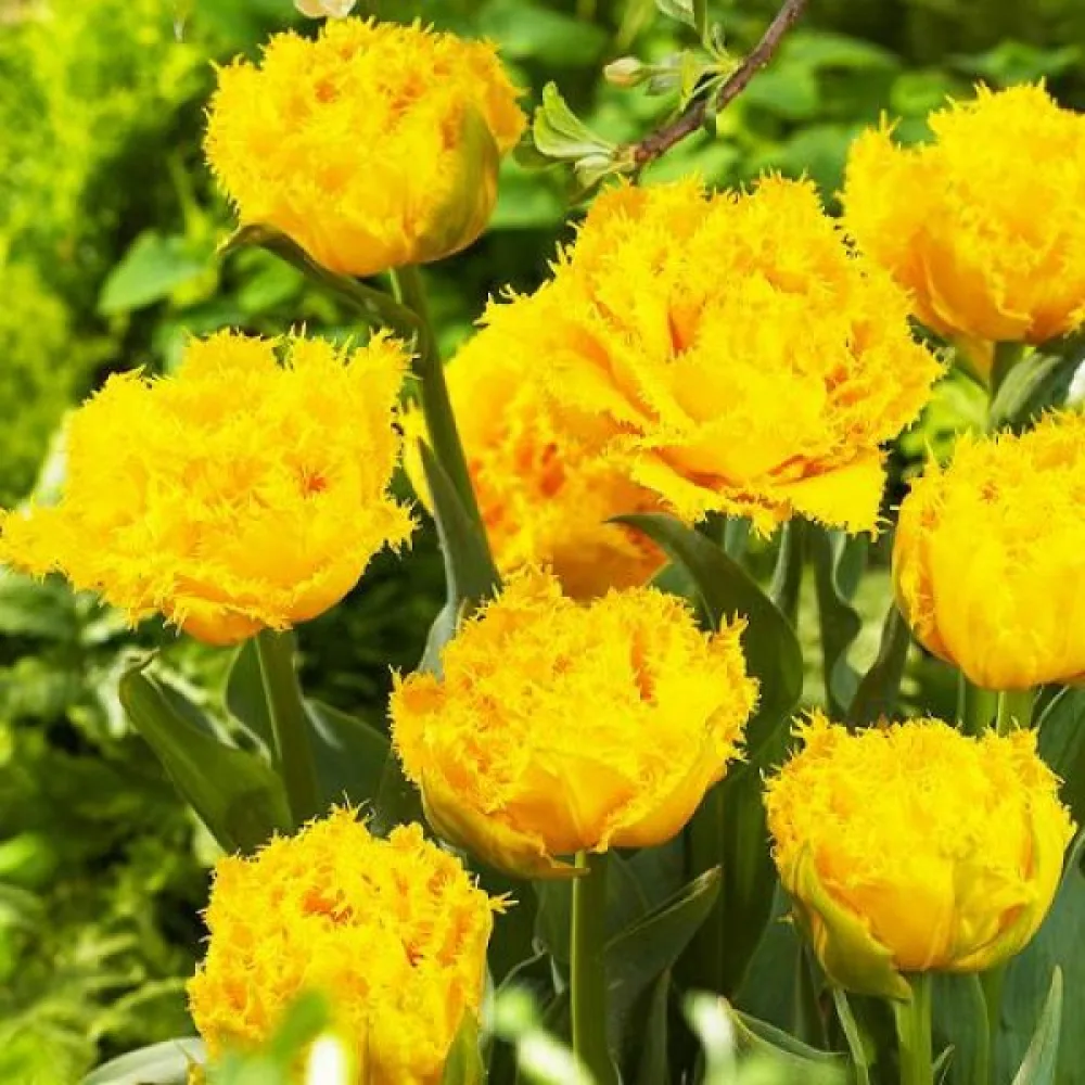 Tulipan Mon Amour (kremasti)