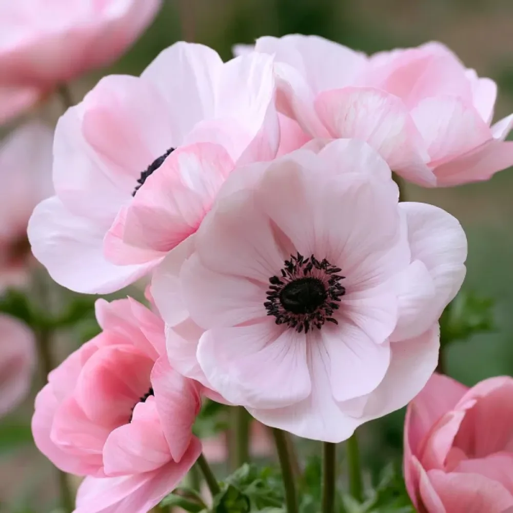 Anemona Mistral Rosa Chiaro (ružičasta)