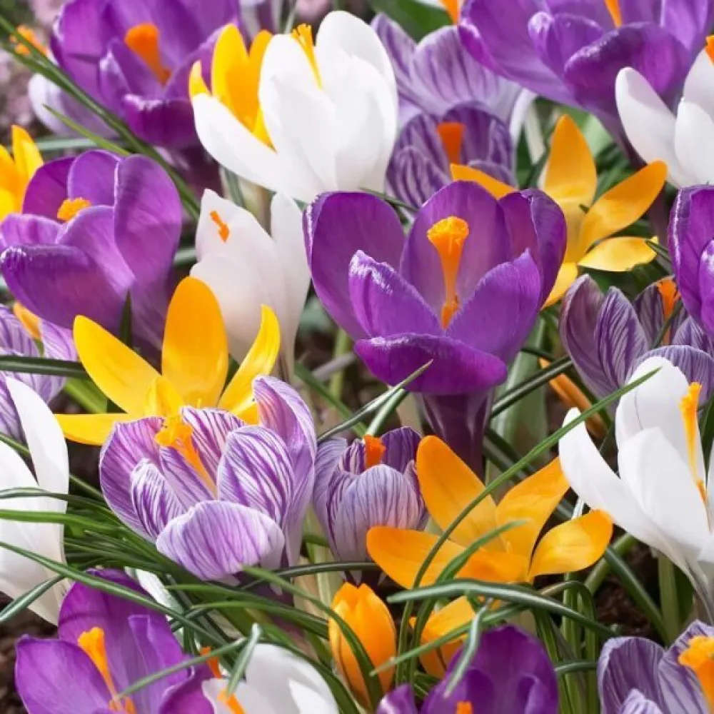 Šafran large flowering mix (krupnocvjetna mješavina)