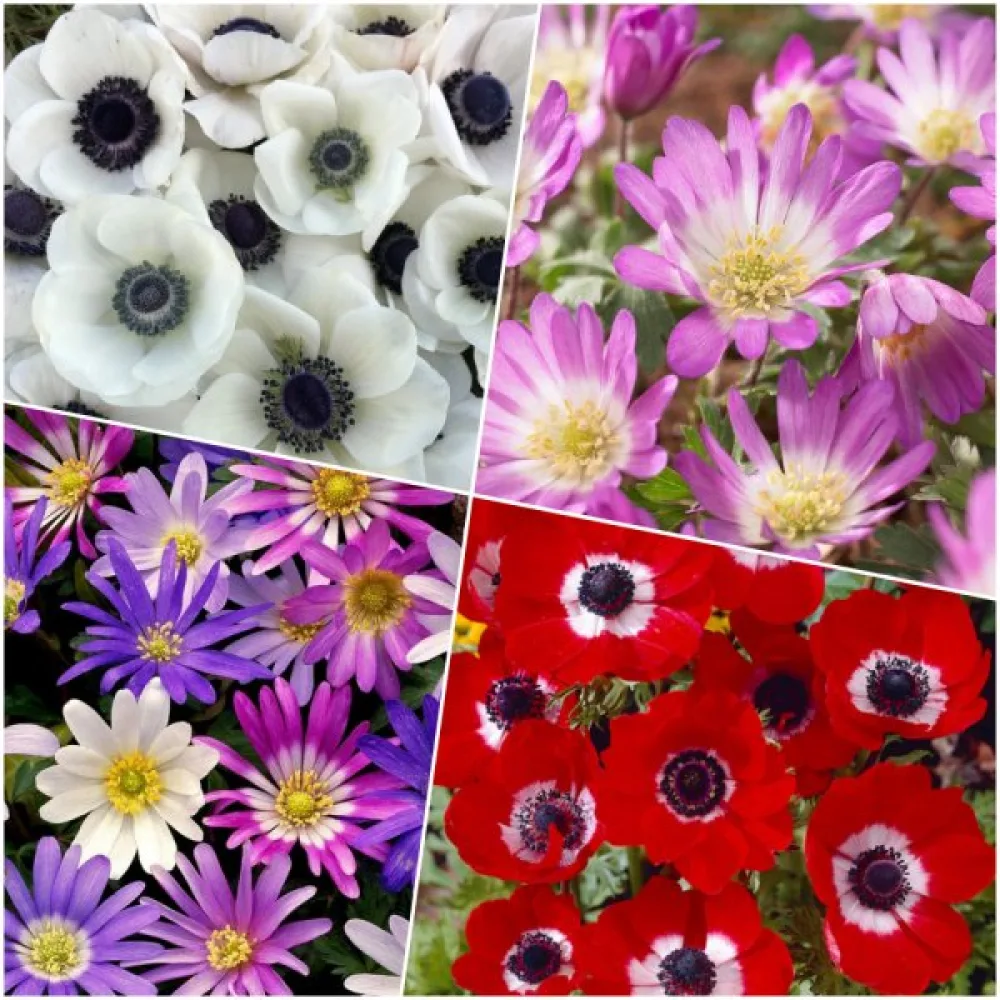 Anemona MIX (šarena mješavina)