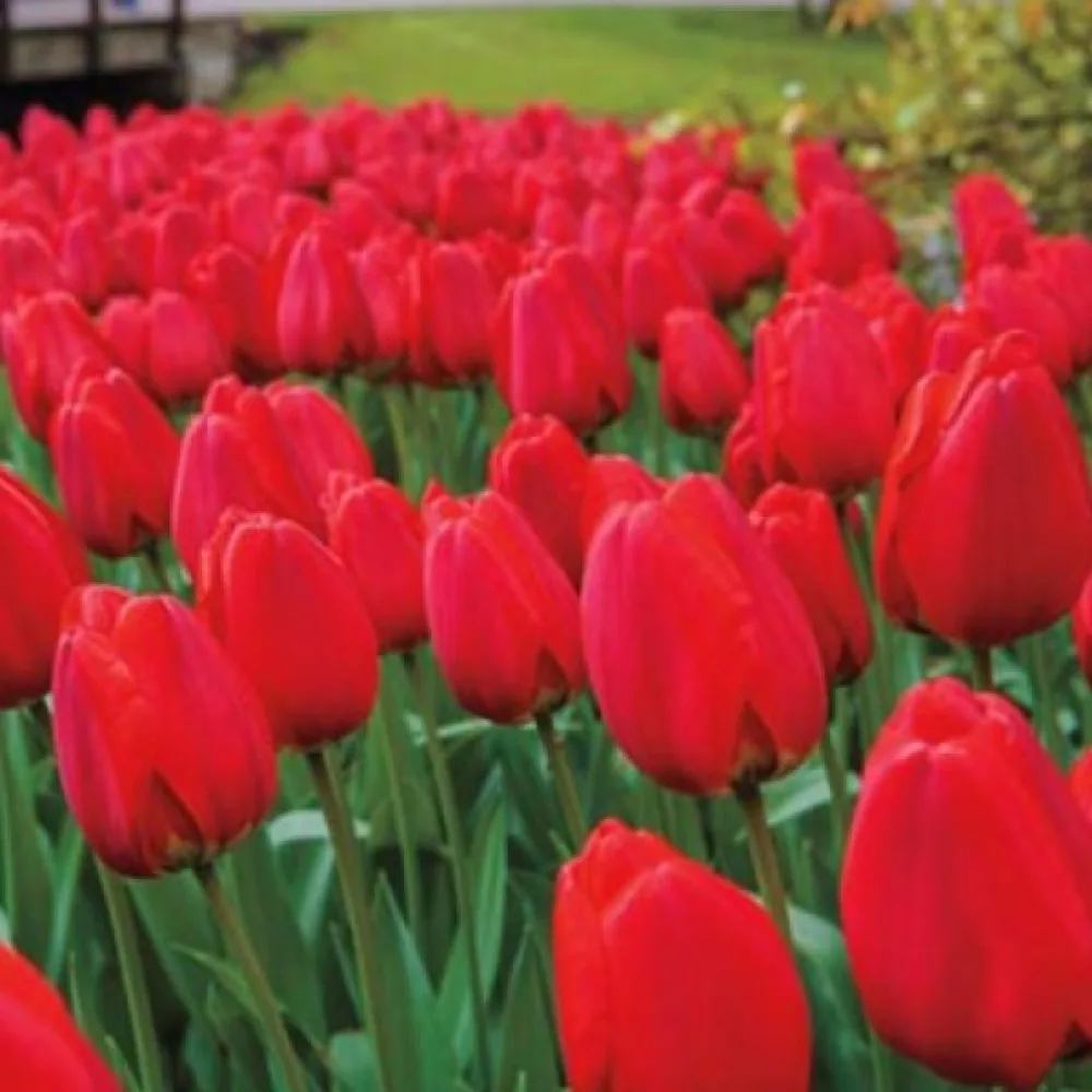 Tulipan Parade (crveni)