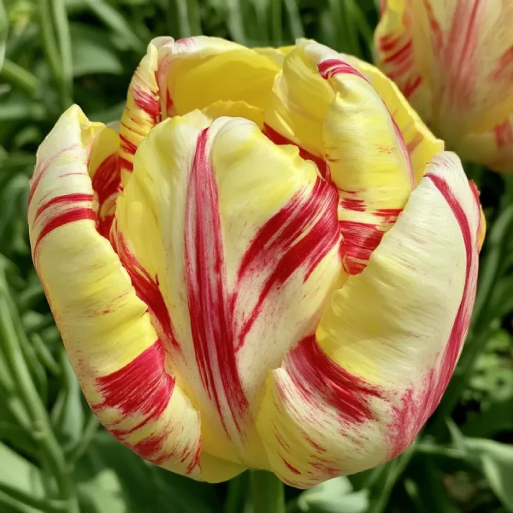 Tulipan Wild Desire