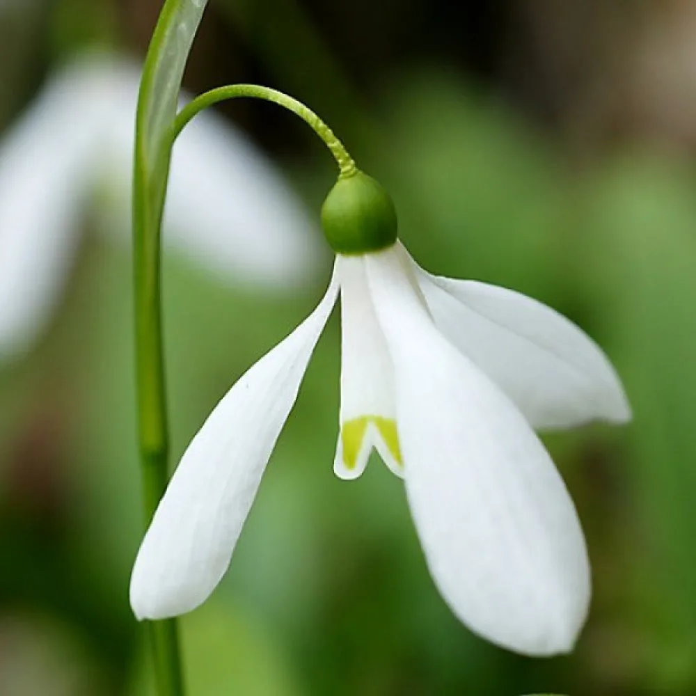 Visibaba Woronowii (bijela)