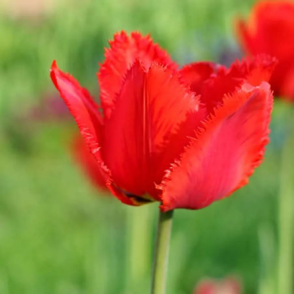 Tulipan Crystal beauty
