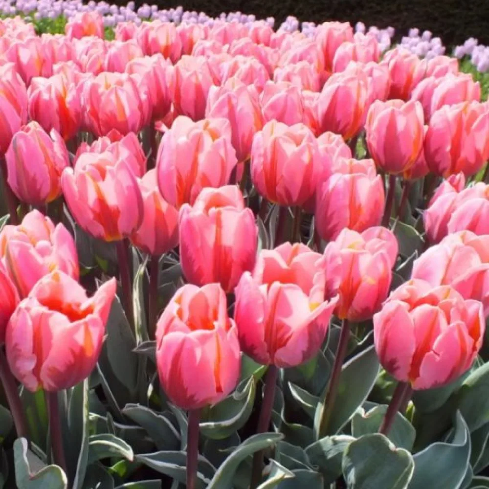 Tulipan Pretty Princess (ljubičasti)