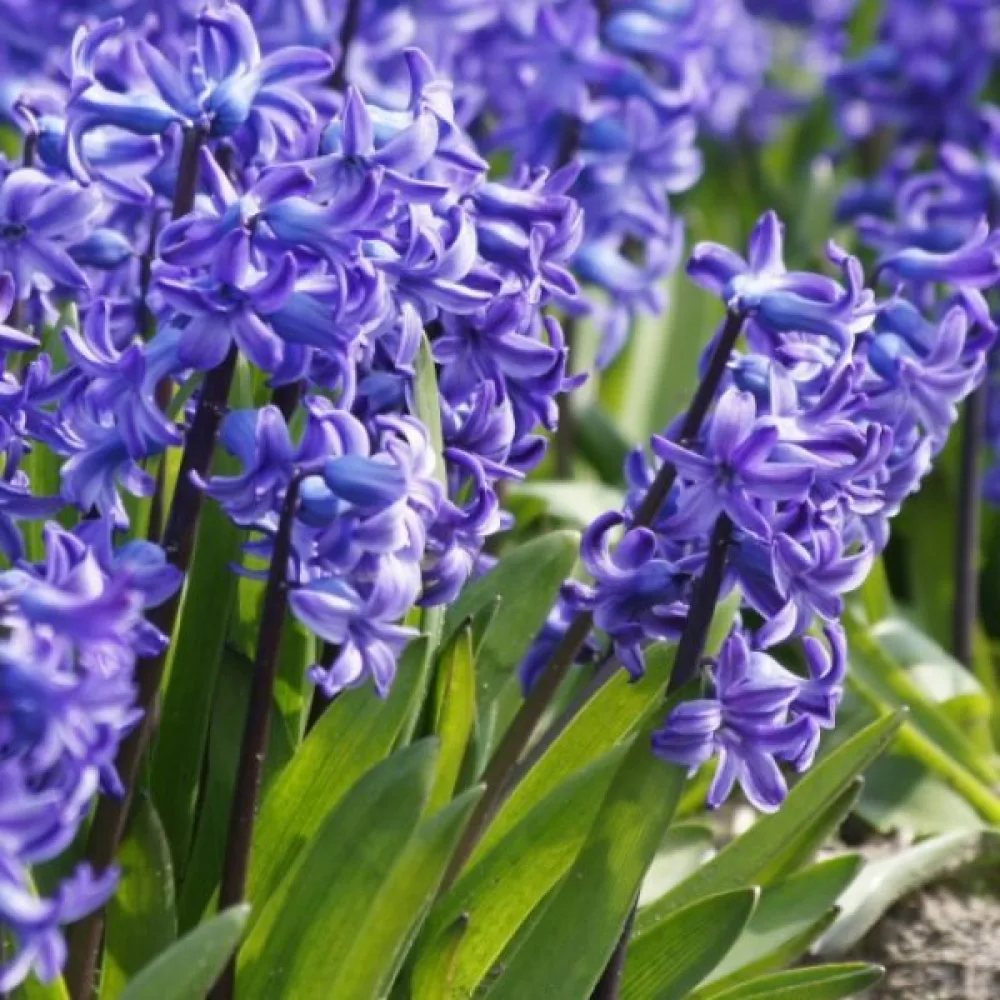 Zumbul Delft blue (plavi)