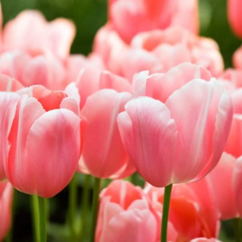 Tulipan Menton (ružičasti)