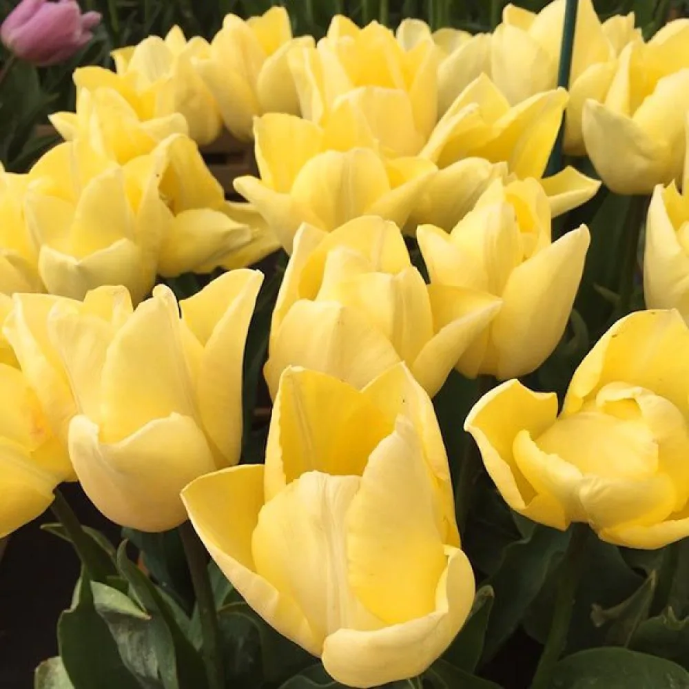 Tulipan Sunny prince