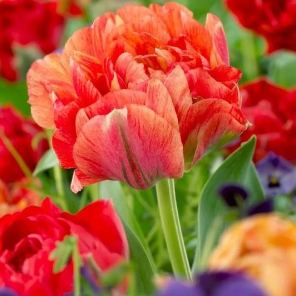 Tulipan Gudoshnik Double (breskvasti)