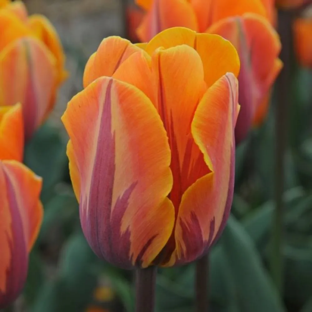 Tulipan Prinses Irene