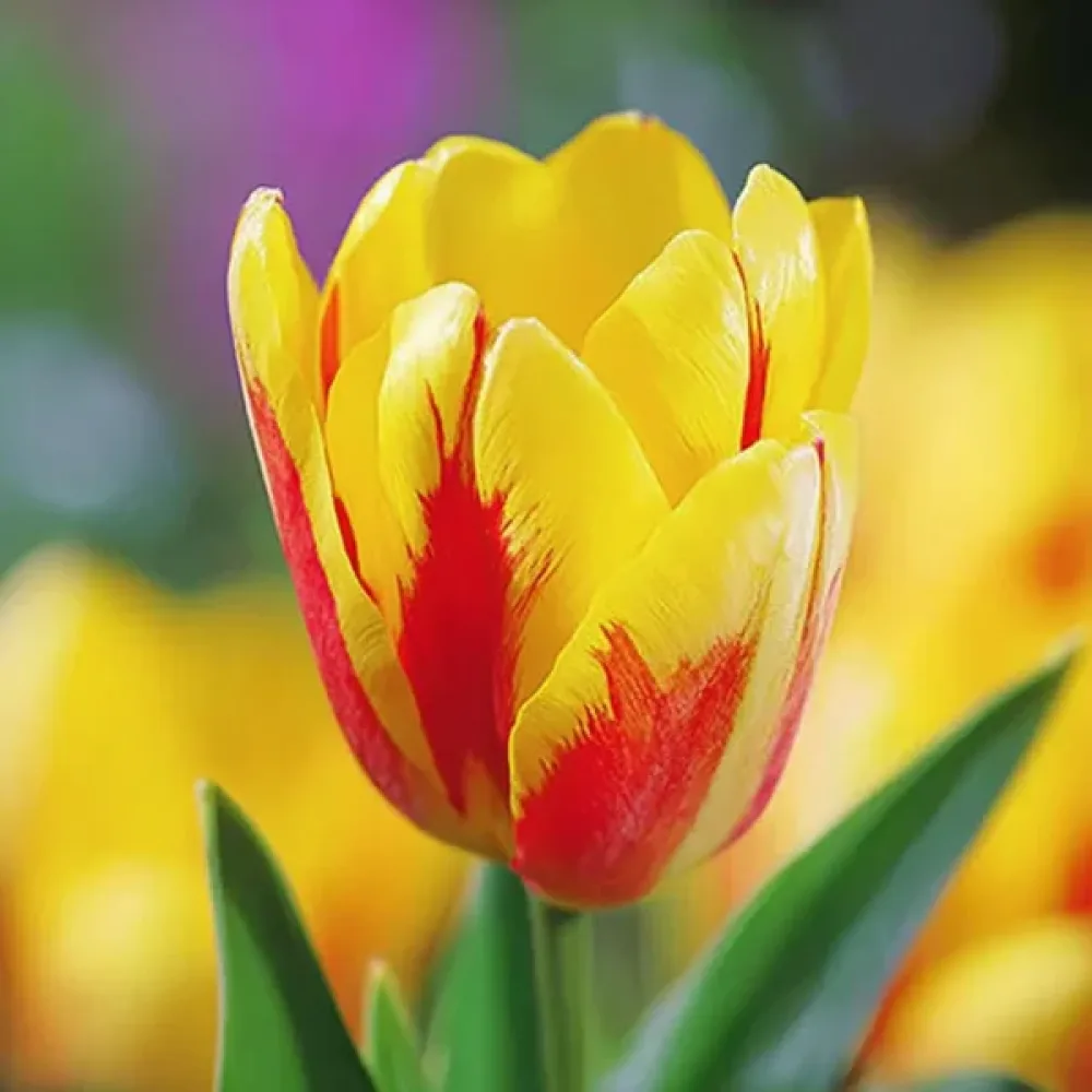 Tulipan Giuseppe Verdi (žuti)