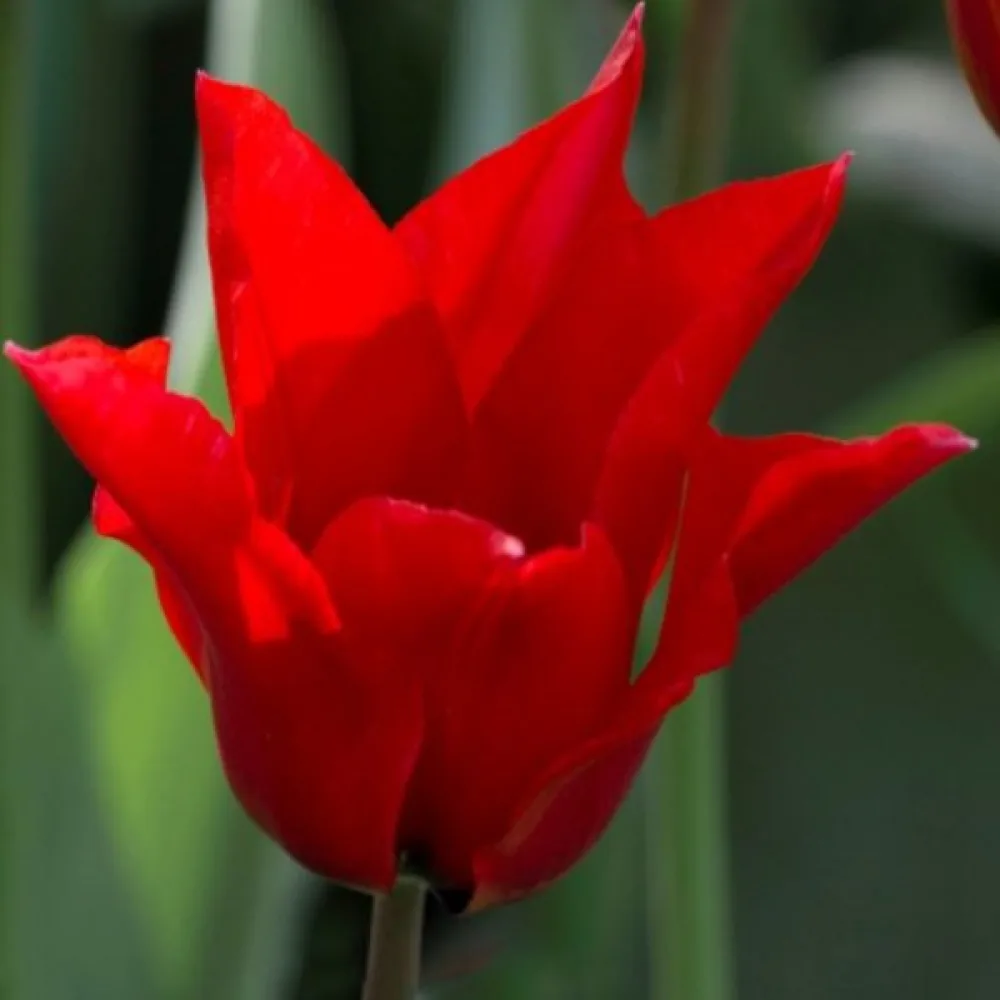 Tulipan Pretty woman (crveni)