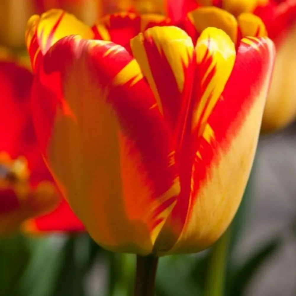 Tulipan Banja Luka (crveni)