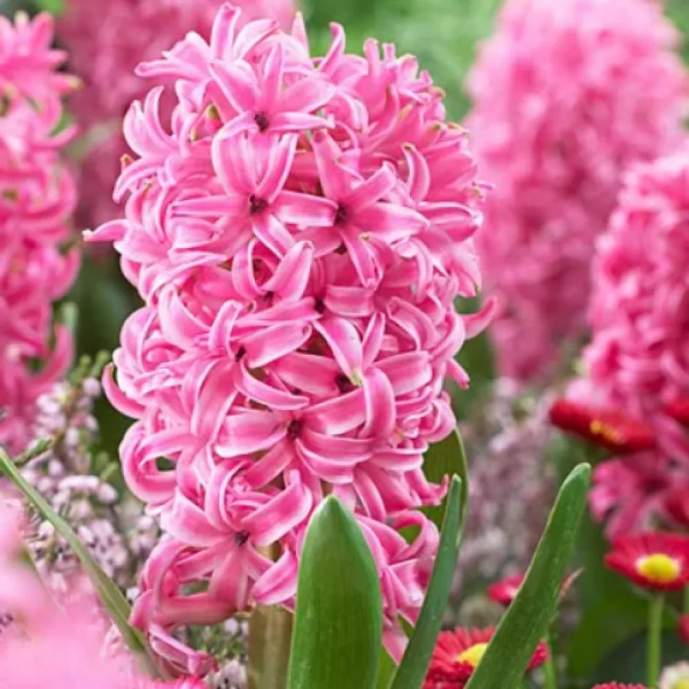 Zumbul Pink Pearl (ružičasti)