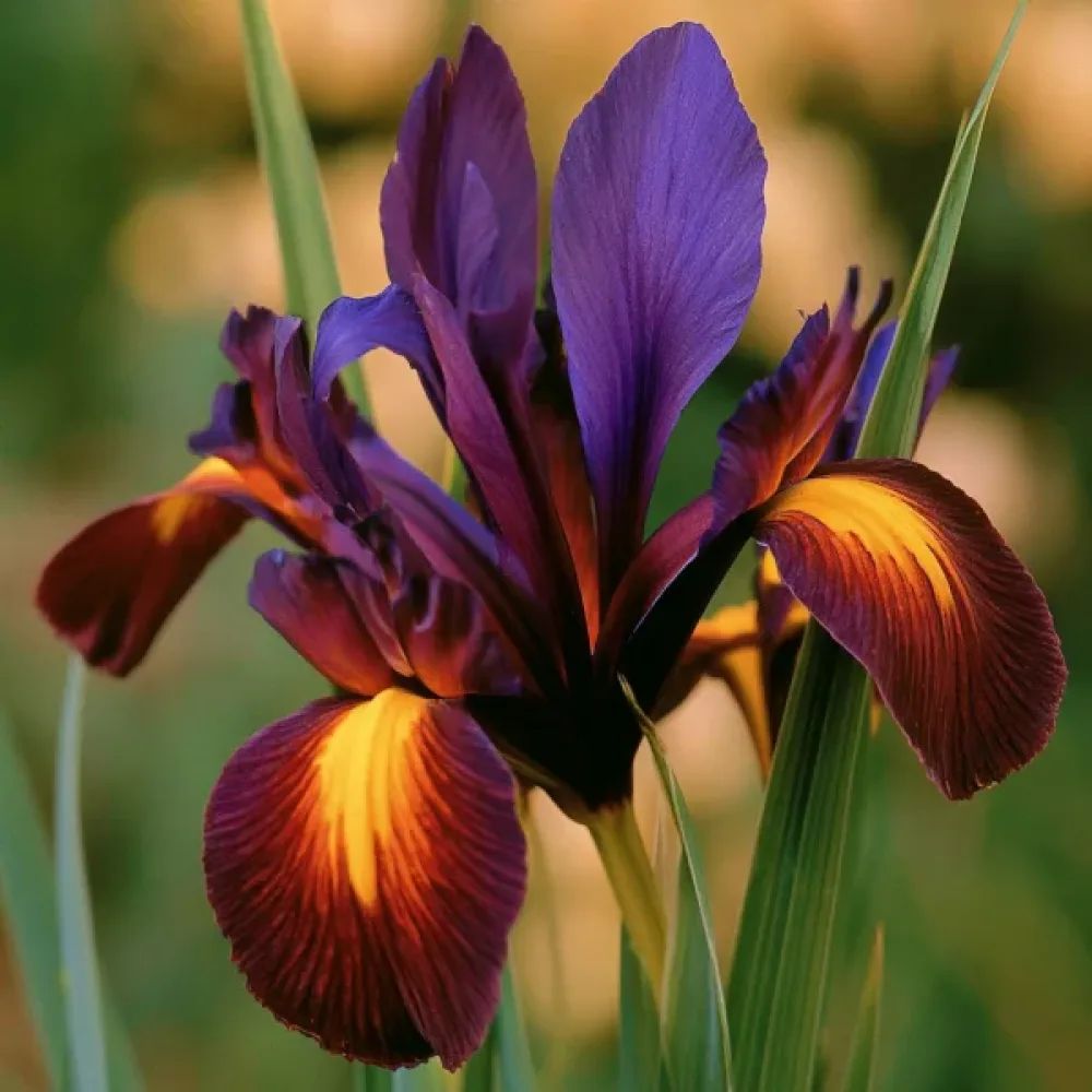Iris Valentine Hollandica (tamni)
