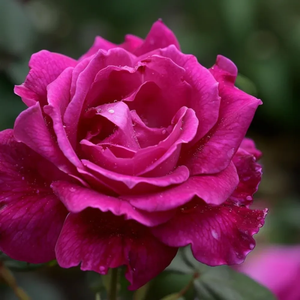 Ruža The Pink Princess (ružičasta)