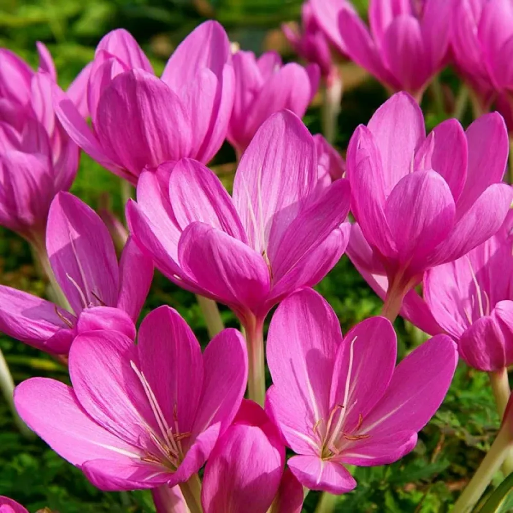 Mrazovac Lilac Bedder (lila)
