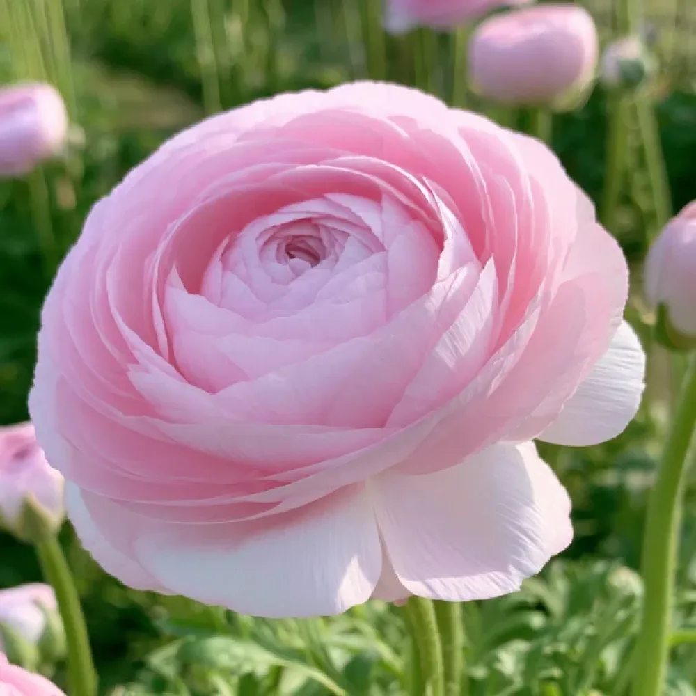 Ranunkul Elegance Rosa Chiaro (svijetloružičasti)