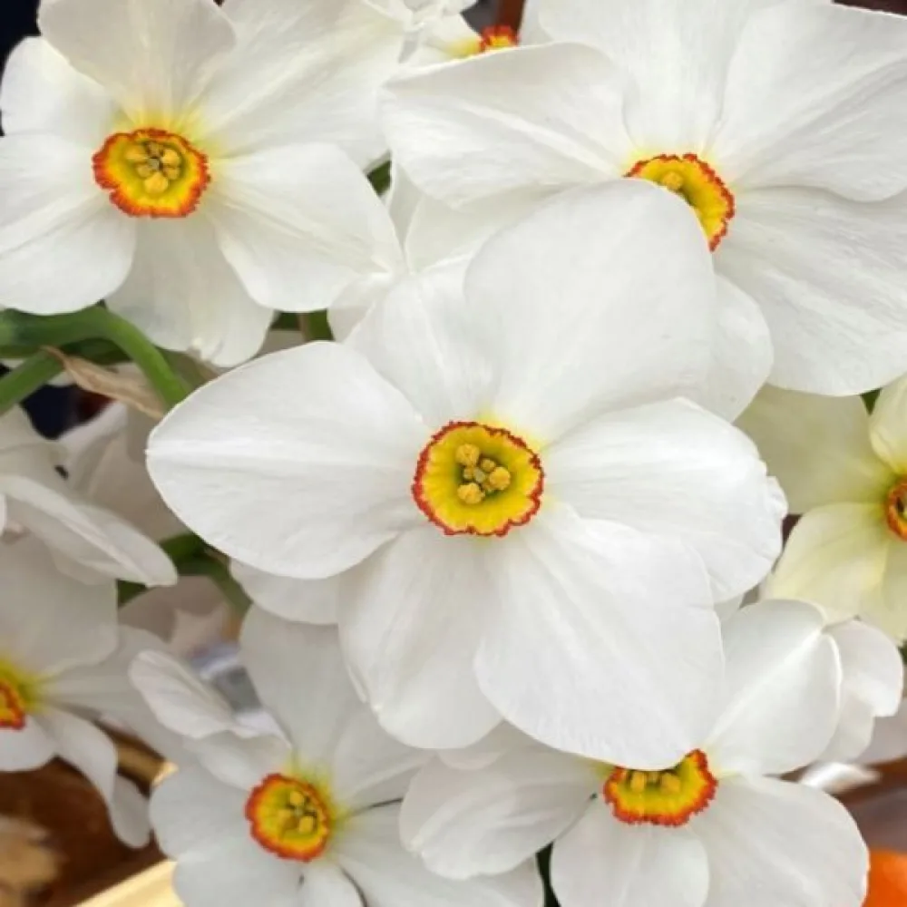 Narcis Actaea Poeticus