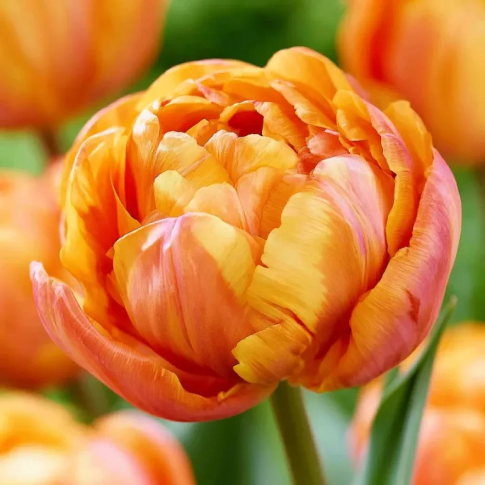 Tulipan Valdivia (narančasti)