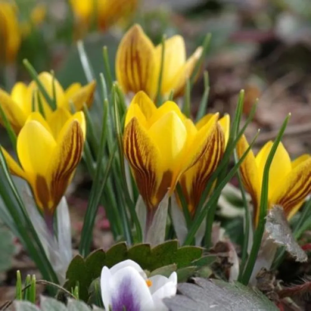 Šafran chrysanthus Fuscotinctus (žuti)