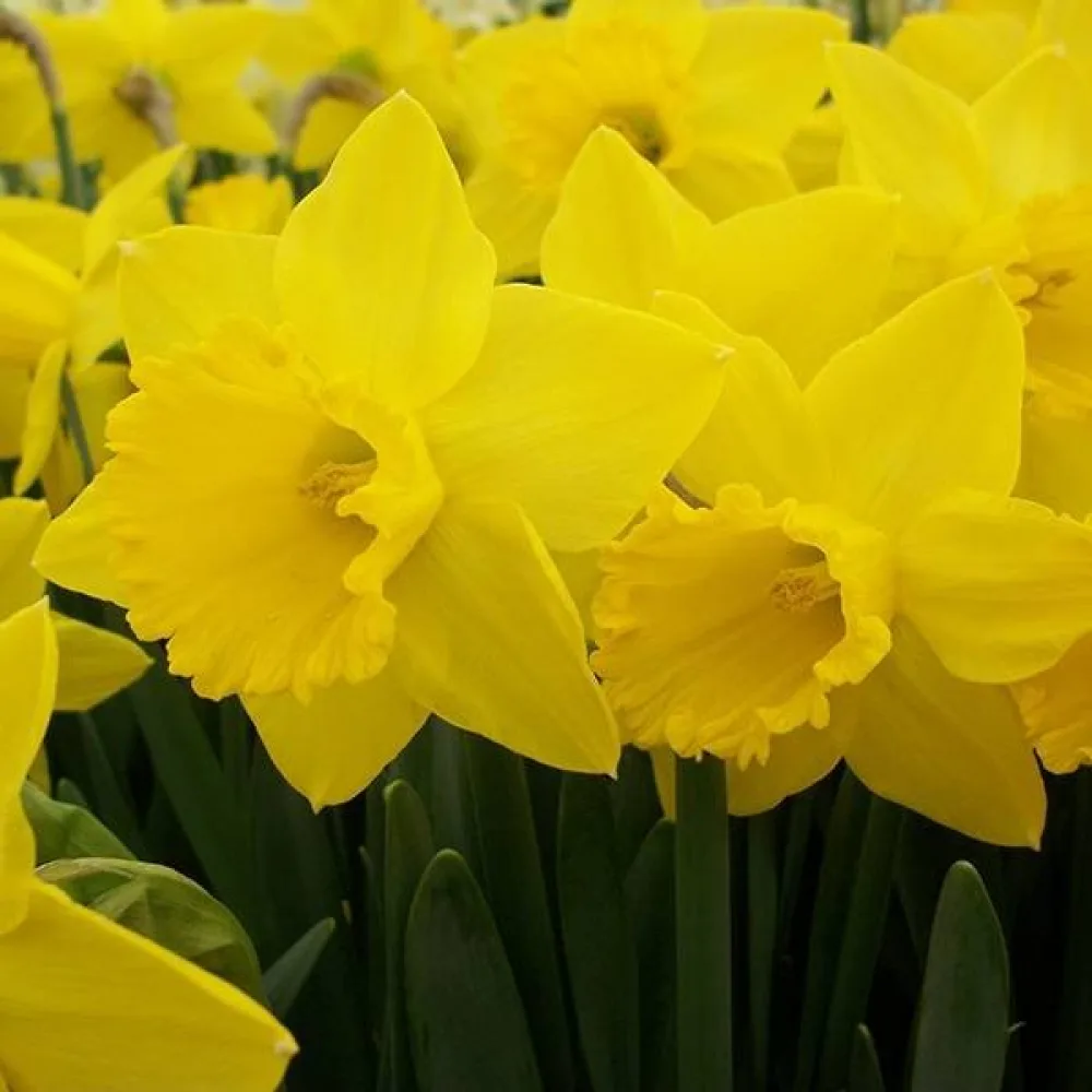 Narcis Saint Keverne (žuti)