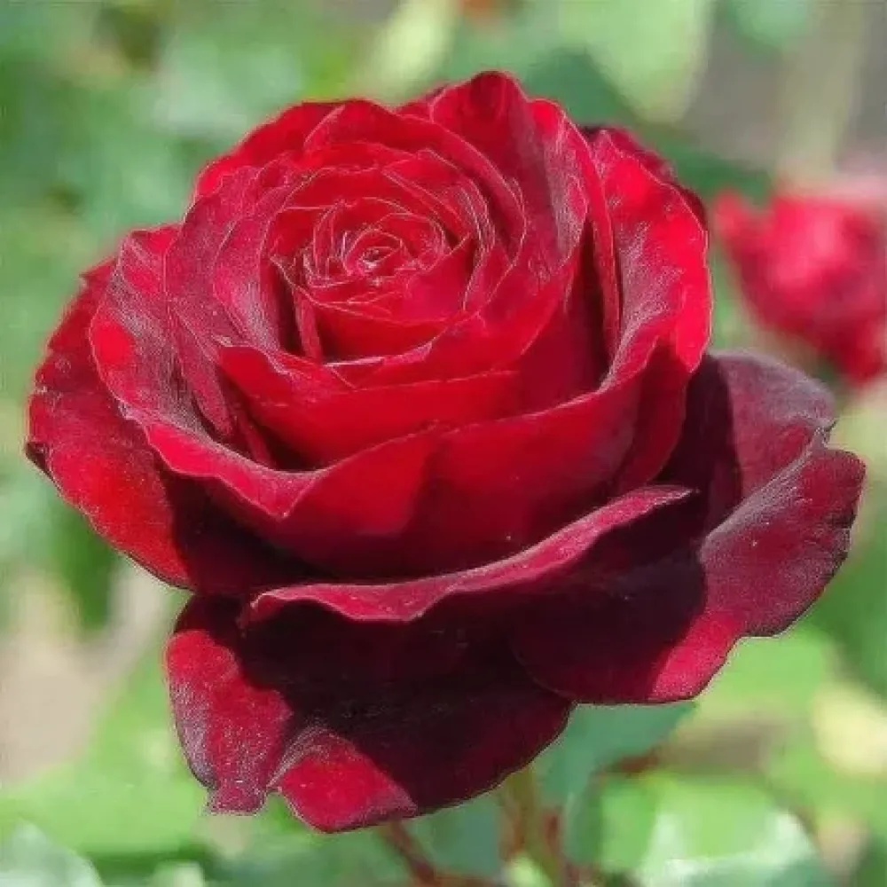 Ruža Ruby Eternity (rubin crvena) - golog korijena