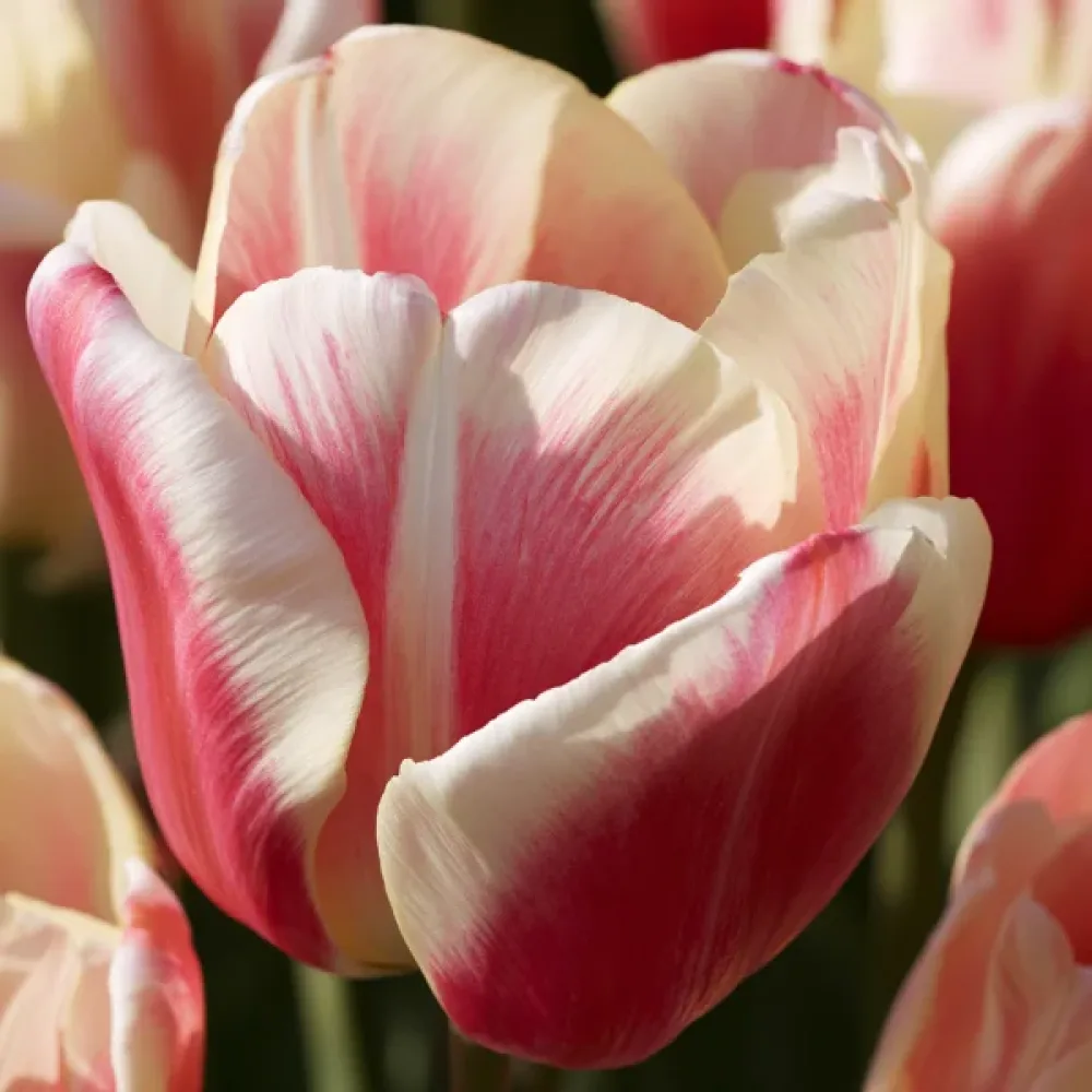 Tulipan Sylvia Warder (bordo)