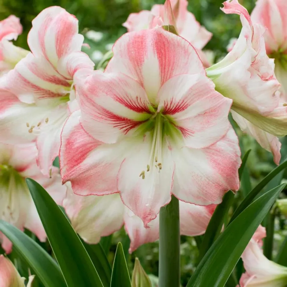 Amarilis Amadeus Candy (krem)