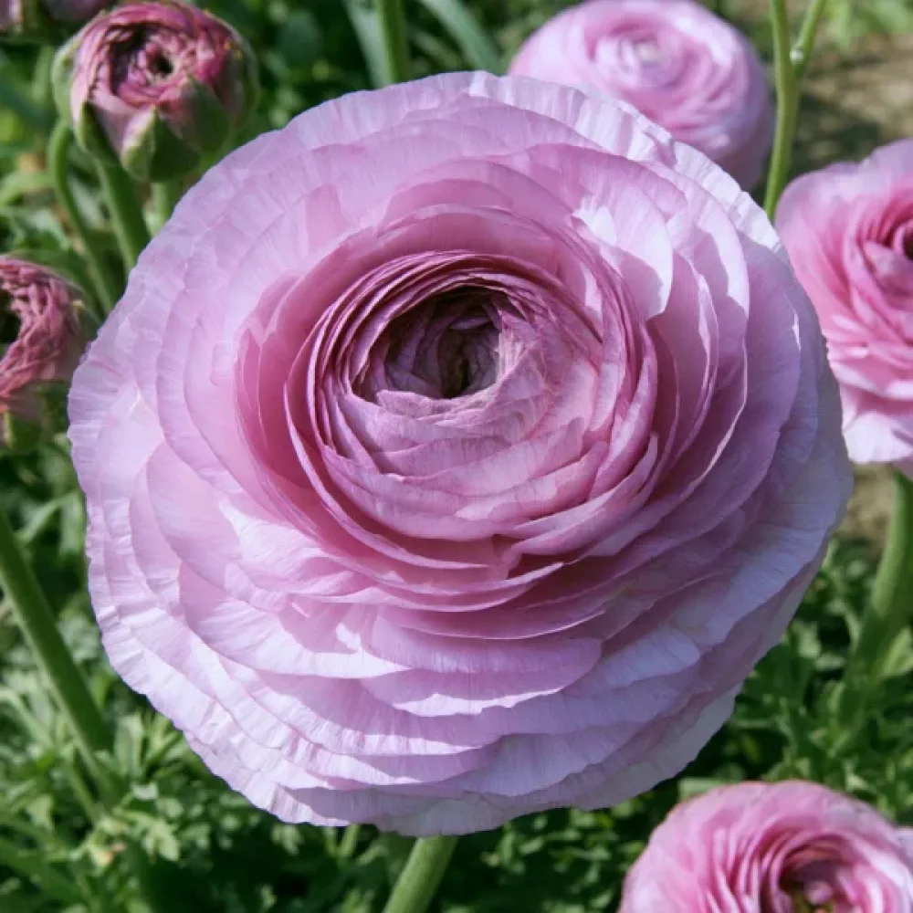 Ranunkul Elegance Milka (ružičasti)