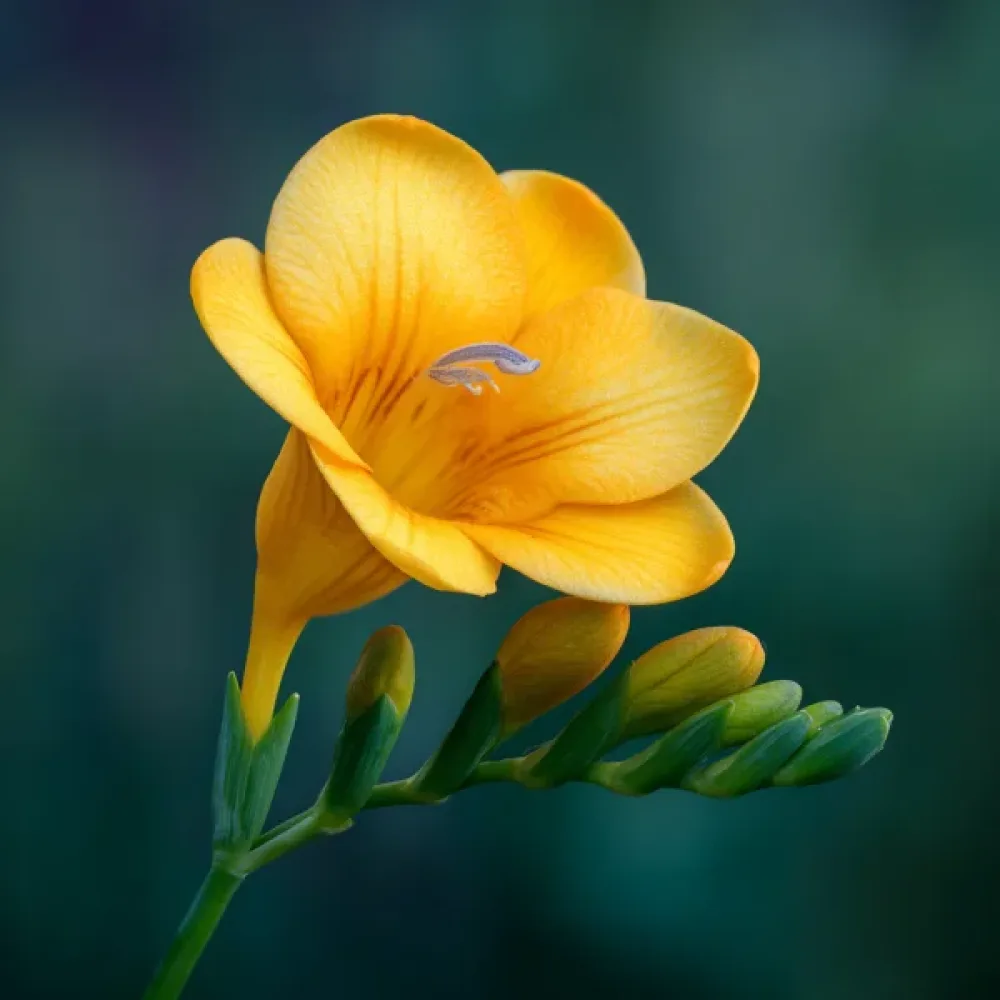 Frezija Yellow Single (žuta)