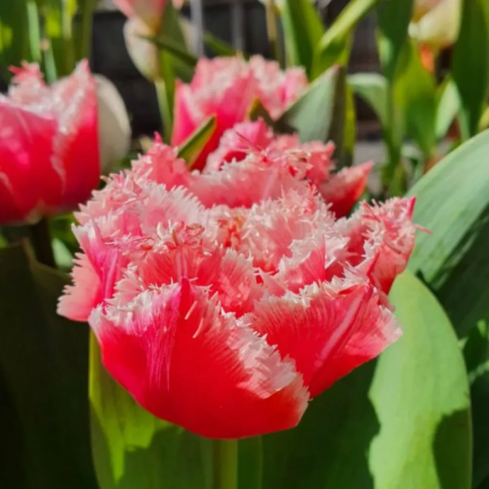 Tulipan Queensland (crveni)