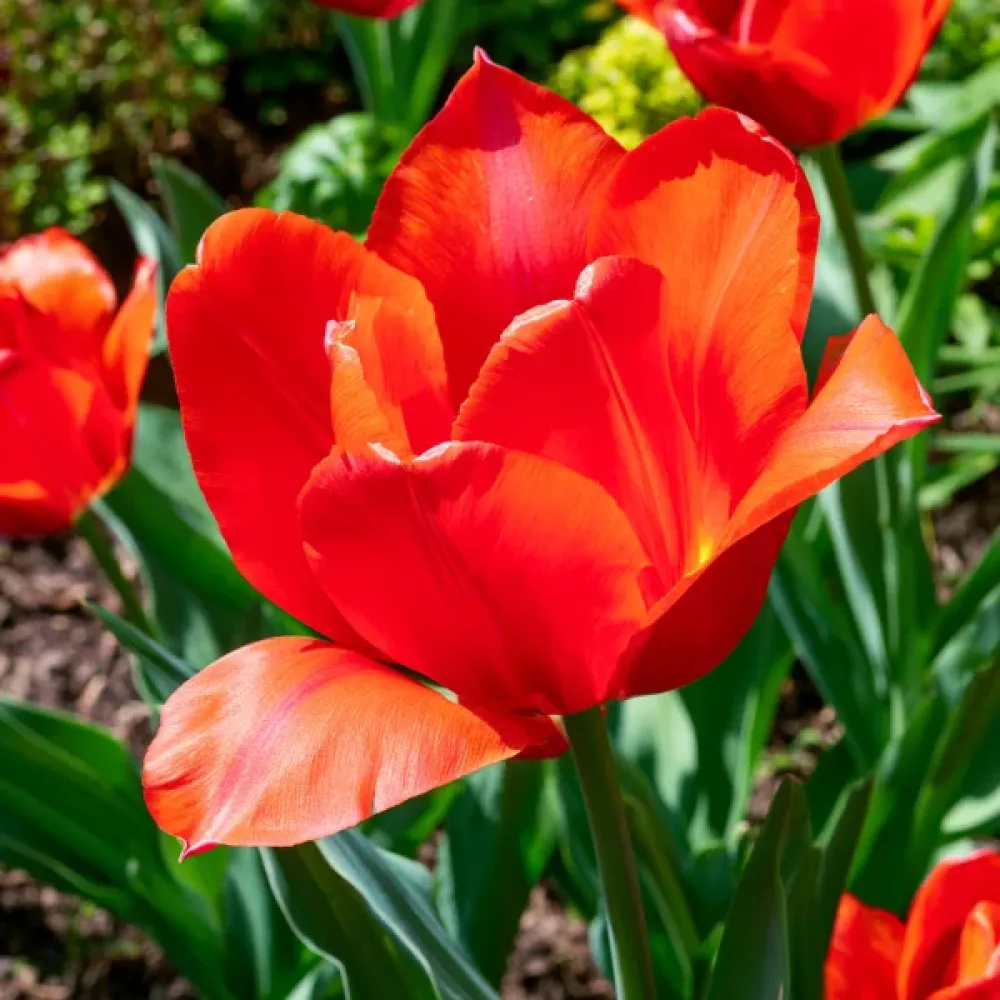Tulipan Park View (narančasti)