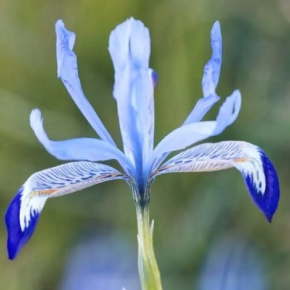 Iris Clairette Reticulata (ledeni)