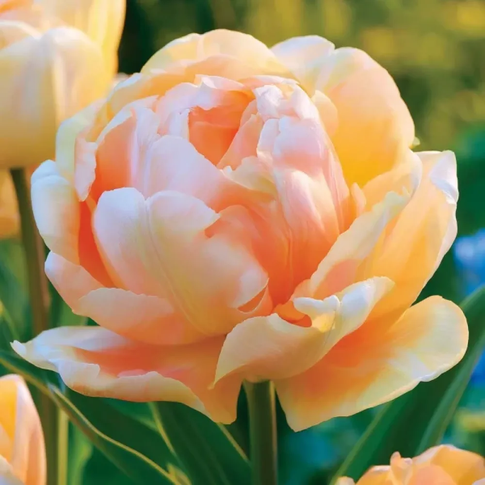 Tulipan Charming Lady (narančasti)