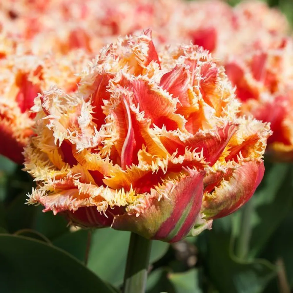 Tulipan Brisbane (crveni)