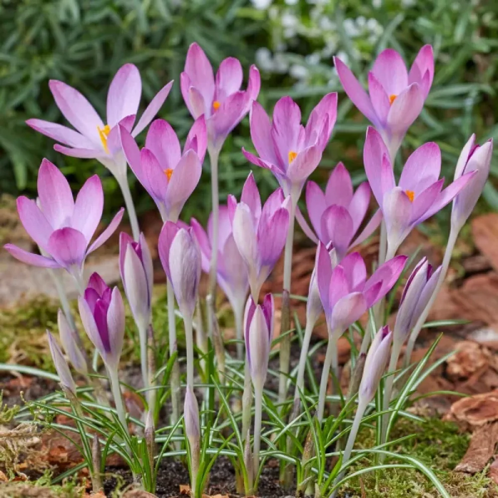 Šafran Roseus (ružičasti)