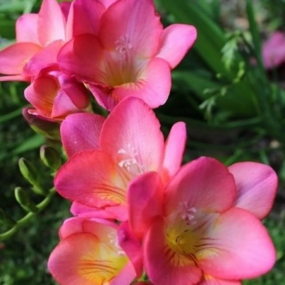 Frezija Pink Single (ružičasta jednostruka)