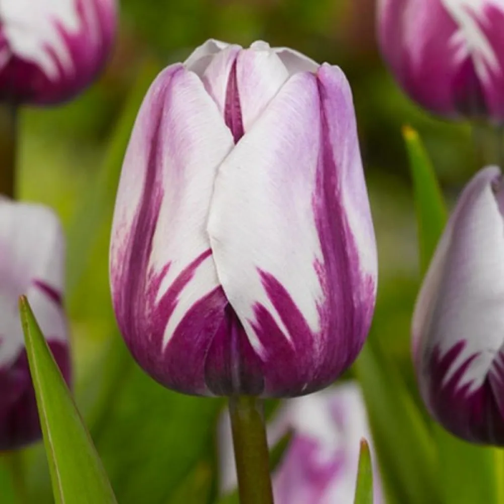 Tulipan Rems favourite (ljubičasti)
